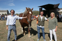 La Feria Caballar de San Mateo re&uacute;ne a m&aacute;s de 3.000 ejemplares de 150 ganader&iacute;as