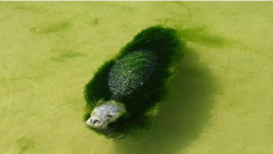 La Fiscalía de Cantabria incoa diligencias de investigación sobre el minizoo de la Magdalena