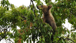 La FOP pide la reunión de la Mesa del Oso de Cantabria para consensuar un plan de acción para la coexistencia