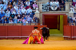 La Fundaci&oacute;n Toro de Lidia, sobre la supresi&oacute;n del Premio de Tauromaquia: "Supone la censura de una expresi&oacute;n cultural"
