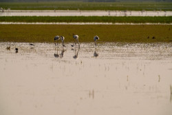 La Junta de Andaluc&iacute;a activa el protocolo de prevenci&oacute;n para aves silvestres ante el riesgo de gripe aviar en Do&ntilde;ana