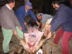 La matanza del cerdo