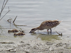 La mayoría de aves amenazadas en España carecen de planes de conservación, según SEO/BirdLife