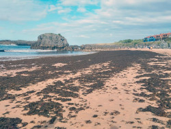 La Mesa Regional frente al alga asi&aacute;tica constata su expansi&oacute;n en la costa oriental de Cantabria