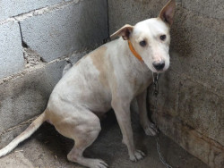 La Oficina Nacional de Caza critica en el Congreso la Ley de Bienestar Animal: "Se investigar&aacute;n hasta raticidios"