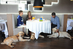 La ONCE reclama que los perros gu&iacute;a de Cantabria puedan acceder a bares y restaurantes