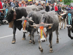 La Pasá vuelve a Santander tras una década con 800 tudancas
