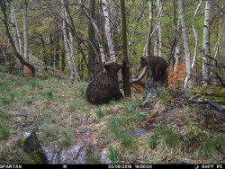 La población de oso pardo en la Cordillera Cantábrica se "consolida" con 370 ejemplares detectados