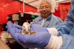 La radioterapia de baja dosis combinada con la inmunoterapia erradica el c&aacute;ncer metast&aacute;sico en ratones