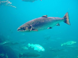 La temporada de pesca del salm&oacute;n y la trucha comenzar&aacute; este domingo en todos los r&iacute;os c&aacute;ntabros