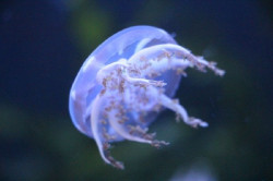 Las altas temperaturas y la sobrepesca favorecen el incremento de medusas en el Mediterr&aacute;neo, seg&uacute;n CSIC