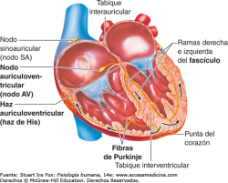 Las células progenitoras cardíacas pueden generar tejido sano tras un infarto, según un estudio