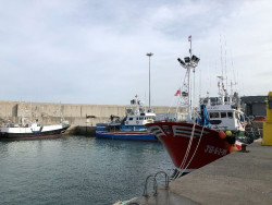 Las costeras del verdel, anchoa y bonito han tenido "un año difícil" en Cantabria