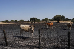 Las empresas c&aacute;rnicas exigen "ayudas urgentes" para los ganaderos extensivos afectados por incendios