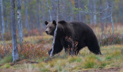 Las hembras de oso pardo son más activas a la hora de buscar pareja de lo que se creía hasta ahora, según el MNCN
