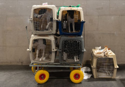 Las mascotas ya no podrán entrar en los autobuses por conflicto normativo