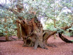 Las materias pendientes de Cantabria: el Corredor del Atlántico, La Pasiega, los fondos europeos para el tren a Bilbao, el AVE del siglo XXI, la pasarela de Serdio, etc. Por Carlos Magdalena.