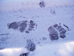 Llegan las nieves y los deportes de invierno a los hogares de nuestra fauna, &iquest;c&oacute;mo podemos disfrutar y respetar?