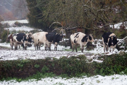 Lluvias abundantes y ascenso t&eacute;rmico el viernes y s&aacute;bado fundir&aacute;n la nieve de los &uacute;ltimos d&iacute;as en el norte