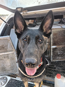 "Lo que nosotros no vemos, ellos lo huelen": as&iacute; trabajan perros adiestrados ante cat&aacute;strofes naturales