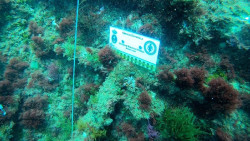 Localizada un ancla tipo almirantazgo sumergida en las proximidades de la Península de la Magdalena