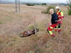  Los bomberos liberan a un potro enganchado en una valla de alambre y a un perro caído en una torca