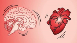 Los cient&iacute;ficos clasifican las neuronas por la forma en que el cerebro se agita durante un latido card&iacute;aco