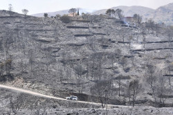Los Gallardos suspende sus fiestas patronales en honor de la Virgen del Carmen por el incendio