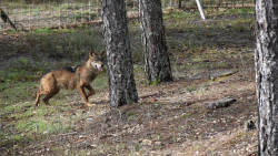 Los ganaderos apoyan las extracciones de lobos y llaman a ARCA y Ecologistas a regresar a la Mesa