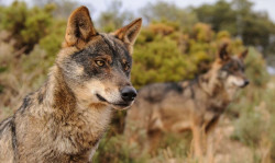 Los ganaderos comparan las 41 extracciones de lobos con los 3.200 animales muertos por sus ataques