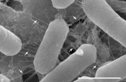 Los humanos tienen bacterias beneficiosas adaptadas de manera &uacute;nica para la vida en la nariz