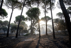 Los incendios de Madrid, &Aacute;vila y Toledo calcinan 77.000 hect&aacute;reas y un per&iacute;metro de 280 kil&oacute;metros
