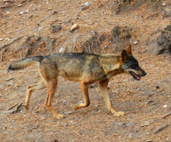 Los lobos ib&eacute;ricos tendr&iacute;an una "naturaleza &uacute;nica", resultado de la hibridaci&oacute;n con perros en el pasado