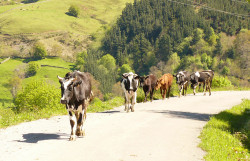 Los ocho monopolios que compran leche de vaca dominan y empobrecen a los ganaderos