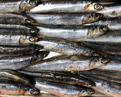 Los pescadores cántabros agotarán esta semana el 85% de la cuota de la anchoa del primer semestre