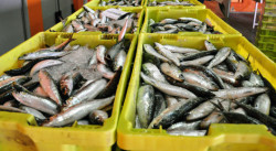 Los pescadores desembarcan 45.000 kilos de anchoa en Laredo y Santoña en el arranque de la costera