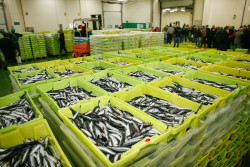 Los pescadores han consumido más del 10% de la cuota de la anchoa en un mes de costera