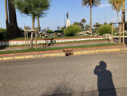 Los primeros veraneantes han llegado a  Santander, las ratas. -I-  Por Carlos Magdalena