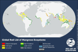 M&aacute;s de la mitad de los ecosistemas de manglares corren el riesgo de colapsar para 2050, seg&uacute;n la UICN