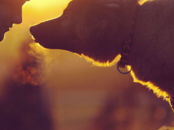 Mascotas urbanícolas