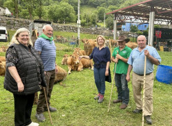 Miera celebra la XXI Feria de San Fernando con la participación de más de 250 reses de nueve ganaderías