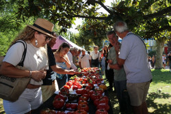 Miles de personas asisten a la VIII Feria Nacional del Tomate Antiguo de Polanco