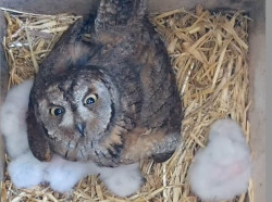 Muere atropellada en Santander una hembra de autillo que tenía cinco crías