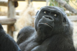  Muere Nadia, la primera gorila que llegó al Parque de la Naturaleza de Cabárceno en 2007