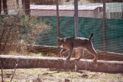 Murcia acoger&aacute; dos ejemplares adultos de lince ib&eacute;rico para consolidar el territorio