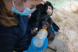 Nace un chimpanc&eacute; en Bioparc Valencia de una subespecie en peligro cr&iacute;tico de extinci&oacute;n