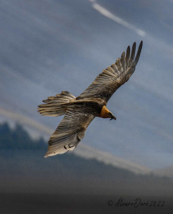 Nace un quebrantahuesos en Liébana