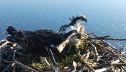 Nacen tres &aacute;guilas pescadoras en la bah&iacute;a de Santander