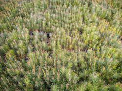 Nestl&eacute; planta 4.000 &aacute;rboles en 2021 "para la recuperaci&oacute;n de bosques quemados"