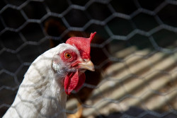 Nueva York ordena el cierre temporal de sus mercados de aves vivas al detectar casos de gripe aviar